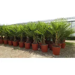 gruenwaren jakubik Palme XL 120-140 cm - Winterharte Trachycarpus fortunei - Baumsamen & -pflanzen: Hochwertige, winterharte Hanfpalme mit kräftigen Stämmen. Ideal für Garten und Terrasse, winterhart bis -18°C.