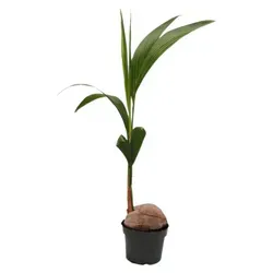 Exotenherz Kokospalme Cocos nucifera - Echte Kokosnuss Zimmerpflanze - Zimmerpflanze mit echtem Tropenflair! Die Cocos nucifera wächst direkt aus der Kokosnuss und bringt das Südsee-Feeling in dein Zuhause.