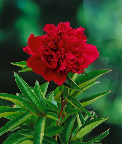 Pflanzen für Dich Staude Paeonia lact. Louis van Houtte - Edel-Pfingstrose mit üppigen, duftenden Blüten in tiefem Rosa bis Rot. Ideal für Gärten, pflegeleicht und winterhart, zieht Bienen und Schmetterlinge an.