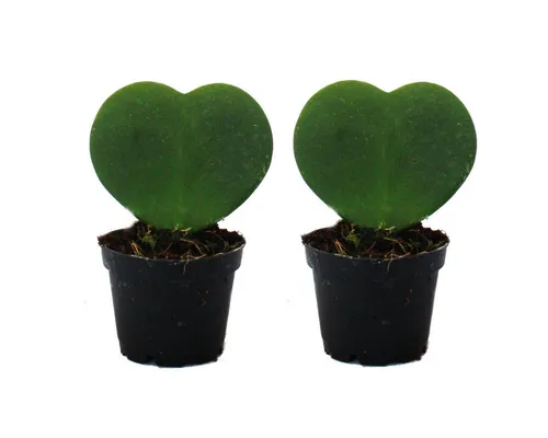 Exotenherz Kaktus Set 2 Pflanzen Hoya kerii oder Kleiner Liebling im 6cm Topf