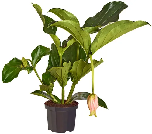 Produktbild Dehner Zimmerpflanze Medinille, Medinilla magnifica, rosafarbene Blüten, exotische Zimmerpflanze mit überhängendem Wuchs