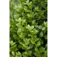 Ilex crenata 'Luxus Hedge' 15-20 cm