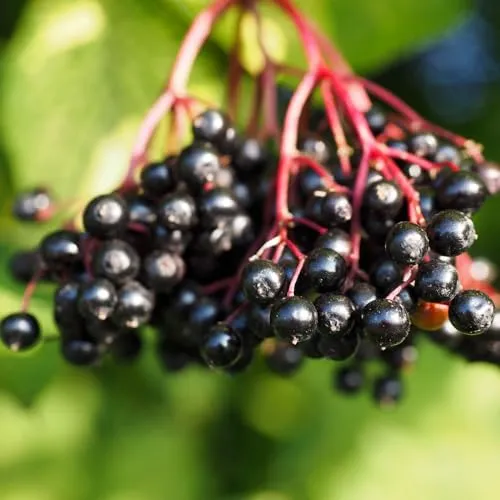 Holunderbeere Samyl 2L Pflanze für Anfänger und professionelle Gärtner - Ideal für Kleingarten, Garten - Schöne Pflanze mit ungewöhnlichen Blüten - Genießen Sie jeden Tag ihre Farben