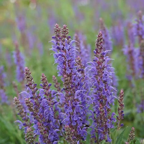 Blumixx Stauden Salvia nemorosa 'Blauhügel' – Garten-Salbei mit leuchtend blauen Blüten, winterharte Bienenpflanze, mehrjährig, pflegeleicht, im 0,5 Liter Topf