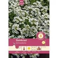 Pabst Keimkraft Steinkraut Schneedecke Saatgut