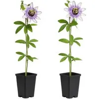 Exotenherz Passionsblume Damsels Delight 2er Set 11cm Topf - Außergewöhnliche Kletterpflanze mit zartrosa bis violett schimmernden Blüten. Ideal für Spaliere und Balkon­geländer, bringt tropischen Charme und lange Blütezeit in jeden Raum.