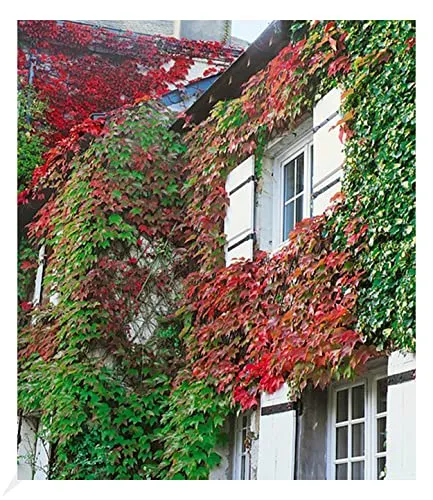 BALDUR Garten Wilder Wein 'Veitchii' - Winterharte Kletterpflanze im 9x9 cm-Topf - Wilder Wein 'Veitchii' im 9x9 cm-Topf, ideal für schattige Standorte. Geringer Pflegeaufwand und Wasserbedarf, erreicht eine Wuchshöhe von bis zu 15 Metern.