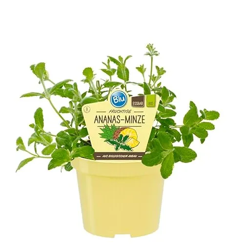 Ananas-Minze in BIO-Qualität - Mentha suaveolens variegata - Kräuterpflanze im 12cm Topf