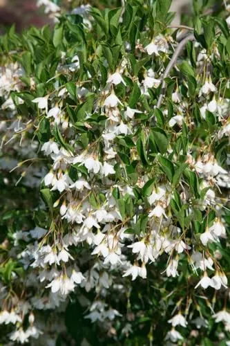 Styrax japonicus 'Evening Light' 80–100 cm – Winterhart, Mehrjährig, Pflegeleicht – Japanischer Schneeglöckchenbaum – Ziergehölz für Garten & Vorgarten