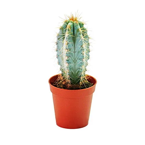 Pilosocereus azureus - mittelgrosse Pflanze im 8,5cm Topf