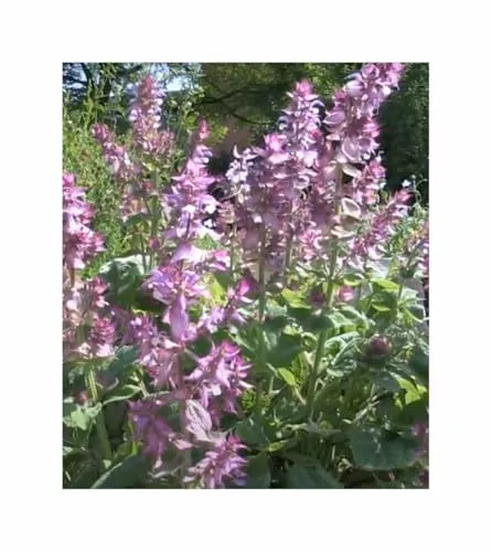Muskateller Salbei Garten Pflanzen - Samen F-S651 - Seeds & Plants Shop by Ipsa 1 g