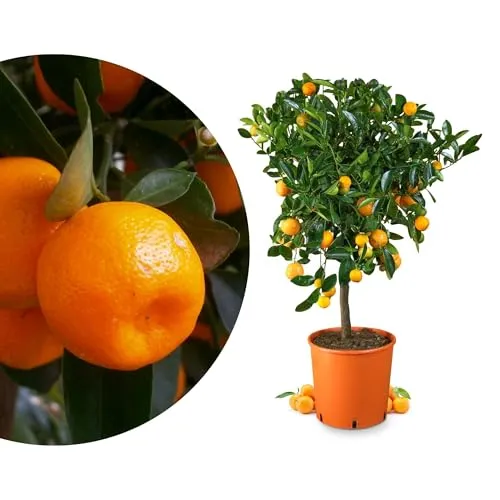 Meine Orangerie Calamondin in grün von Meine Orangerie