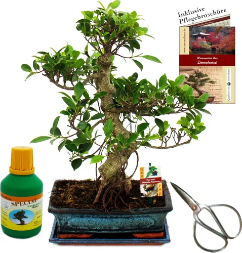 Bonsai Chin. Feigenbaum Ficus retusa - Geschenk-Set mit Schere & Dünger - Bonsai für Anfänger und Profis, handgearbeitet und einzigartig. Inklusive Schere, Dünger und Pflegebroschüre für optimale Pflege!
