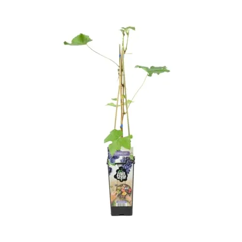 Bloomique - Vitis Vinifera 'Boskoop Glory' - Traubenpflanze - Blaue Trauben - Obstpflanzen - Gartenpflanzen - Winterhart - ⌀14 cm - Höhe 60-70 cm