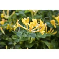 Lonicera Heckrottii Geißblatt Duftend 60–100 cm