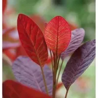 Perückenstrauch Magical Purple 60-80cm - Cotinus coggygria