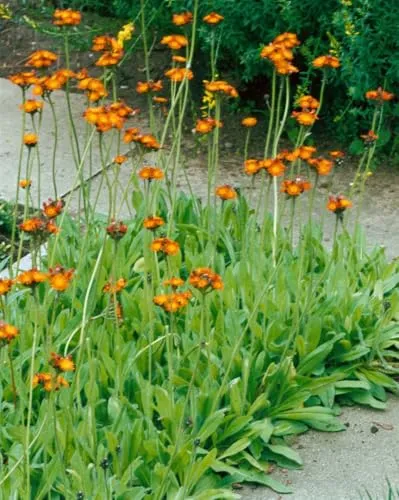 Hieracium aurantiacum - Orangerotes Habichtskraut im 9x9 cm Topf - Attraktive Zierstaude mit leuchtend orange bis ziegelroten Blüten, ideal für sonnige Plätze. Pflegeleicht und robust, perfekt für Beete und Kübel.