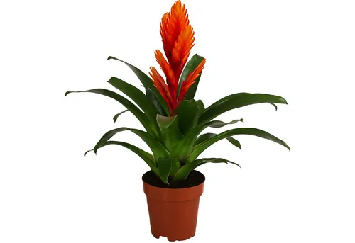 Dehner Vriesea Intenso Orange - Exotische Zimmerpflanze - Zimmerpflanze mit rosettenförmigem Wuchs und leuchtend orange Blüte, ideal für tropisches Flair in Ihrem Zuhause. Pflegeleicht, benötigt hellen Standort und hohe Luftfeuchtigkeit.