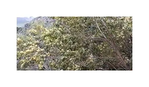 Stk - 10x Acacia aneura Mulga Baum Garten Pflanzen - Samen ID1090 - Seeds & Plants Shop by Ipsa