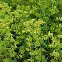 Produktbild Busch Wolfsmilch - Euphorbia martinii