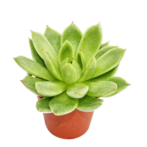 Exotenherz Kaktus Echeveria agavoides von Exotenherz