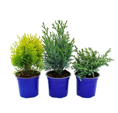 Exotenherz Gemüsepflanze Zwerg-Koniferen 3er Set Nadelgehölze für Beet & Balkon im 10,5cm Topf
