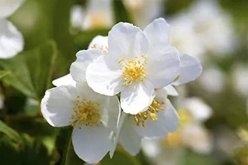 Philadelphus coronarius 60–80 cm – Winterhart, Mehrjährig, Pflegeleicht – Duftjasmin – Heckenpflanze für Garten & Sichtschutz