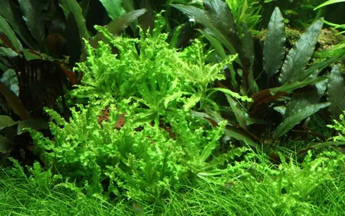 Aquaone Wasserpflanze Aquarium Pflanze Pogostemon helferi Nr.053H