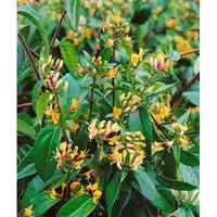 Lonicera Henryi Copper Beauty Geißblatt Immergrün 60–100 cm