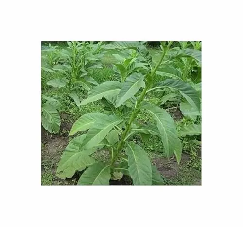 Stk - 50x Lorscher Deckblatt Nicotiana Tabak Garten Pflanzen - Samen TP5 - Seeds & Plants Shop by Ipsa