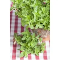 Origanum Vulgare Ssp.hirtum Griechischer Oregano Ca. 9x9 cm Topf