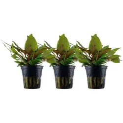 Aquaristikwelt24 in braun von AQUARISTIKWELT24