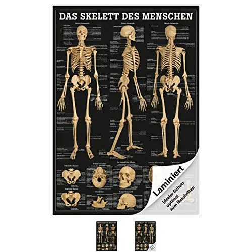 Ruediger Anatomie MIPO71LAM Das Skelett des Menschen Tafel, 24 cm x 34 cm, laminiert