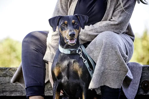 Wolters Hundehalsband Professional Comfort salbei grün von Wolters