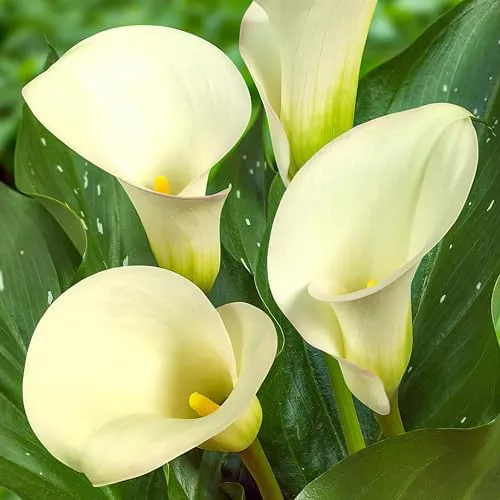Calla Lilien Zwiebeln Zantedeschia White Passion in weiß von DUTCH BULBS