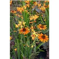 Produktbild Echinacea Purpurea Tiki Torch R Roter Sonnenhut Ca. 11x11 cm Topf
