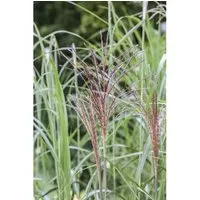 Produktbild Miscanthus sinensis 'Malepartus'