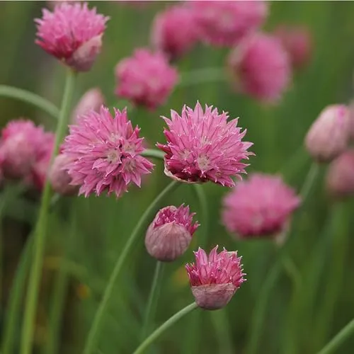 Blumixx Stauden Allium schoenoprasum 'Forescate' - Zier- und Gewürzschnittlauch, im 0,5 Liter Topf, purpurrot blühend