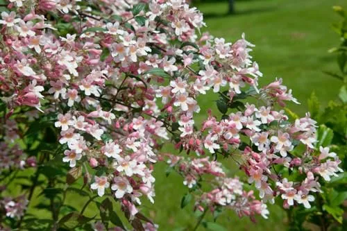Kolkwitzia amabilis 'Pink Cloud' - Rosa Blütenpracht für Ihren Garten - Zartrosa Blüten, bienenfreundlich und pflegeleicht. Ideal für sonnige Standorte und Hecken. Winterhart bis -20 °C, perfekt für Gartenanfänger.
