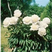 Paeonia Officinalis Pfingstrose Alba Plena - 2-3 Liter Container - Die elegante Pfingstrose 'Alba Plena' begeistert mit gefüllten, weißen Blüten und buschigem Wuchs. Ideal für Beete oder als Solitär, sorgt sie für beeindruckende Akzente im Garten.