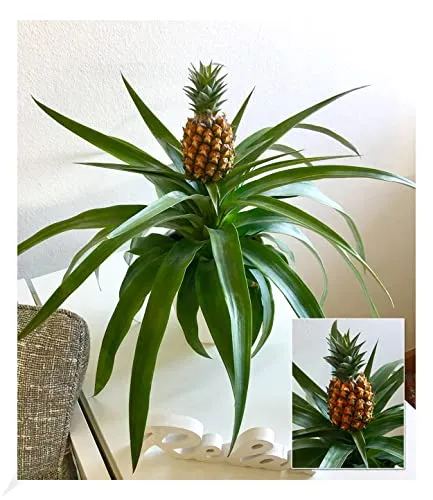 BALDUR Garten Ananas Corona, 1 Pflanze, Ananaspflanze mit Frucht Zimmerpflanze, blühende Zimmerpflanze, Grünpflanze, mehrjährig - frostfrei halten, pflegeleicht, Ananas comosus variegatus