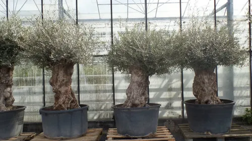 Uriger alter Olivenbaum, 100 Jahre, winterhart - Bäume, Sträucher & Hecken - Einzigartiger Olivenbaum Olea Europaea, ca. 100 Jahre alt, mit knorrigem Stamm und prächtiger Krone, ideal für Gartenliebhaber.
