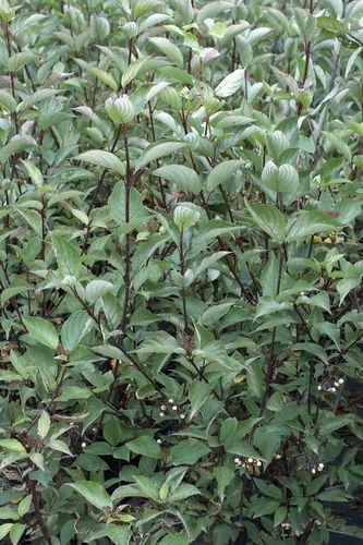 Cornus alba Kesselringii - Weißer Hartriegel - Bewässerung: Aufrechter, buschiger Strauch mit weißen Blüten, ideal für sonnige bis halbschattige Standorte. Lieferung im Topf, Höhe 100-150 cm.