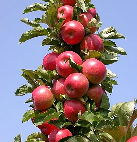 Säulenapfel `Rondo´ – Robuste Sorte für Kübel, 40-80cm im 5-Liter Topf