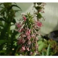 Produktbild Steppendistel - Morina,ongifolia
