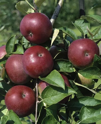 Malus domestica 'McIntosh' - Winterharter Apfelbaum mit roten Früchten - Obstsamen & -pflanzen, saftige Äpfel mit süß-säuerlichem Geschmack, ideal für Obstgärten und Kübel, pflegeleicht und robust, winterhart bis -25 °C.
