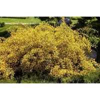 Genista Lydia Färberginster 30-40 cm