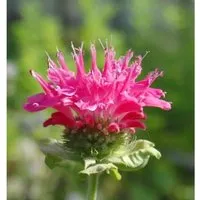 Produktbild Indianernessel Scorpion - Monarda fistulosa