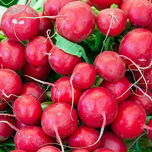 Radieschen Riesenbutter Samen