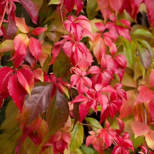 Pflanzen-Kölle Pflanzen von Pflanzen-Kölle